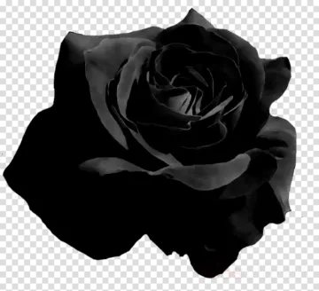 a black rose on a transparent background