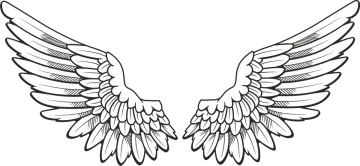 a pair of wings on a white background
