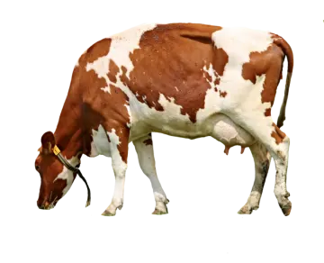 a brown and white cow