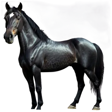 a black horse standing on a white background