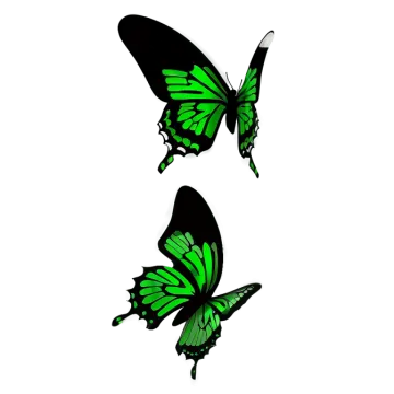 two green butterflies on a white background