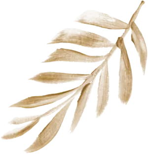 a drawing of a leaf on a white background