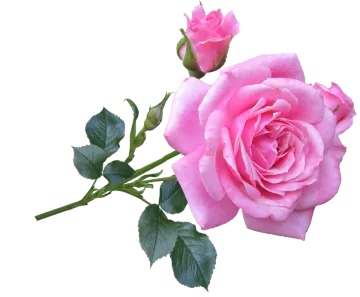 two pink roses on a white background