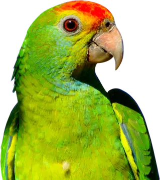 a close up of a green and red parrot