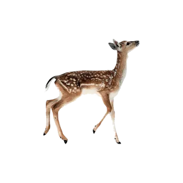 a baby deer walking across a white surface