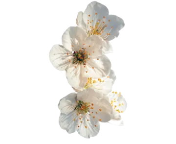 three white flowers on a white background