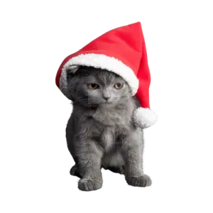 a gray kitten wearing a santa hat