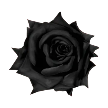 a black rose on a white background