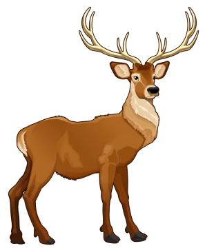a brown deer standing on a white background