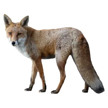 a red fox standing in front of a white background