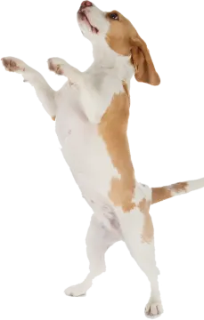 a brown and white dog standing on its hinds
