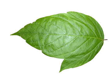 a green leaf on a white background
