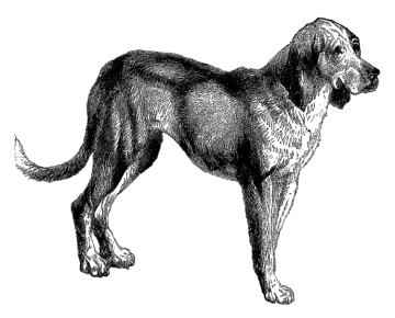 a black and white drawing of a dog