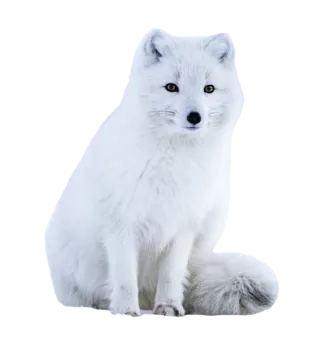 an arctic fox sitting on a white background