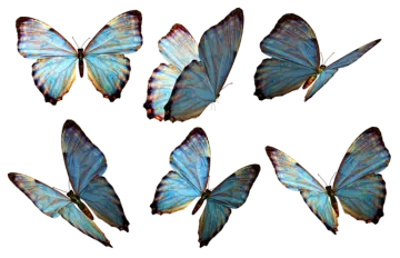 a group of blue butterflies