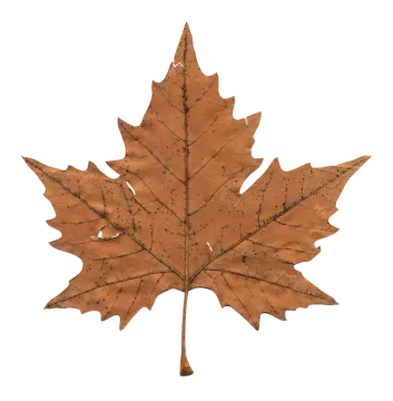a brown maple leaf on a white background