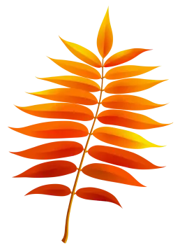 an orange leaf on a white background