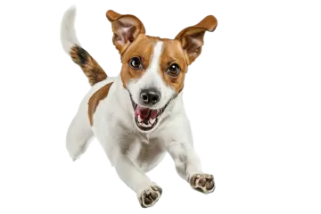 a small brown and white dog running with its mouth open
