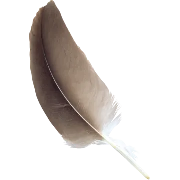 a brown feather on a white background
