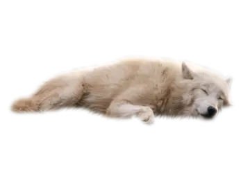 a white wolf laying down on the ground