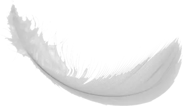 white feather on a white background
