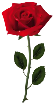 a red rose on a white background