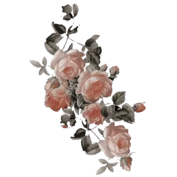 a bunch of pink roses on a white background