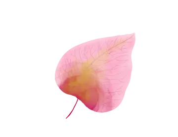 a pink leaf on a white background