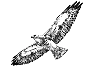 a black and white drawing of an eagle