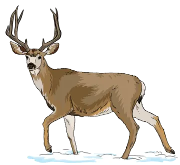 a deer standing in the snow
