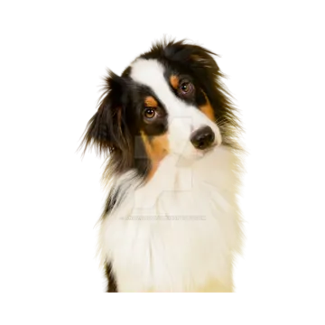 a black and white dog with long hair