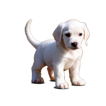 a small white puppy standing on a white surface