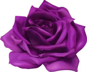 a purple rose on a white background