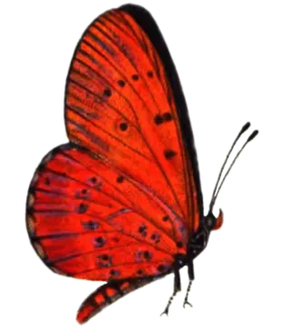 a red butterfly on a white background