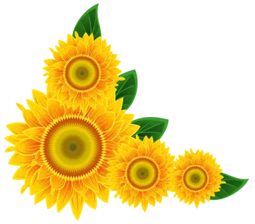 a bunch of sunflowers with green leaves