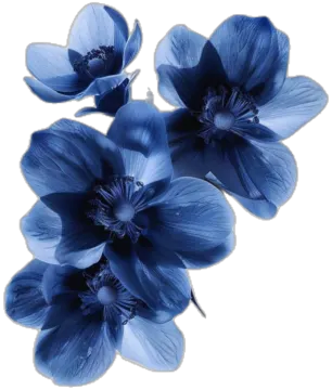 blue flowers on a white background