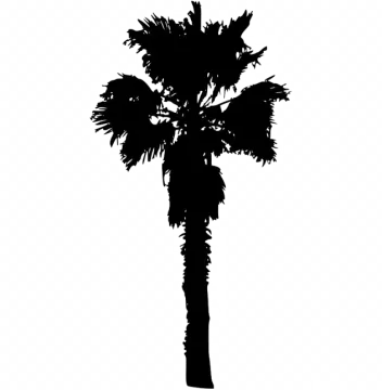a black and white silhouette of a palm tree