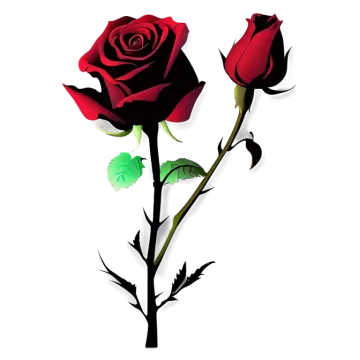 two red roses on a white background