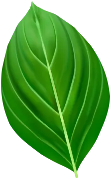 a green leaf on a white background