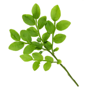 a green leaf on a white background
