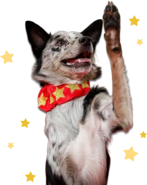 a dog with its paws up in the air