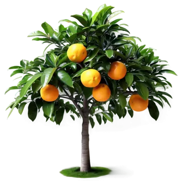 an orange tree on a white background