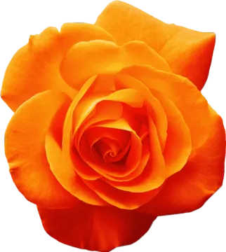 a single orange rose on a white background