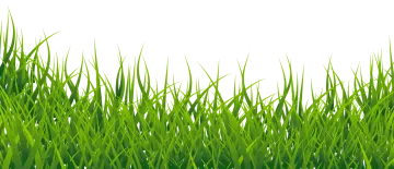 a green grass background