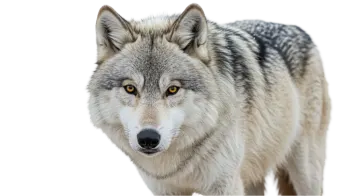 a gray wolf looking at the camera