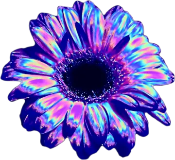 a purple flower on a white background