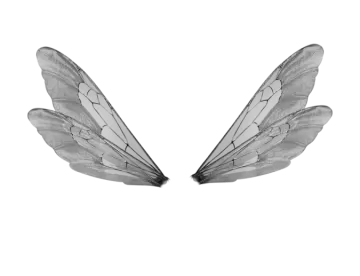 a pair of wings on a white background