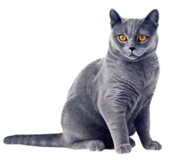 a gray cat with orange eyes sitting down