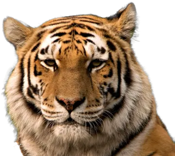 a close up of a tiger's face