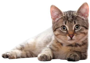 a close up of a cat laying on the floor